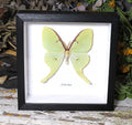 Actias luna 