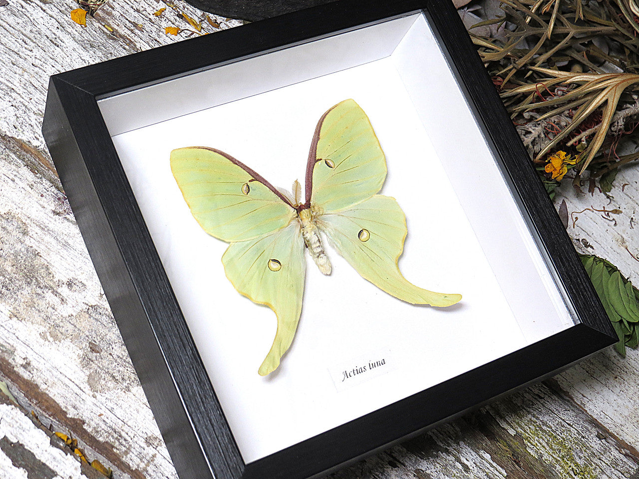 Actias luna