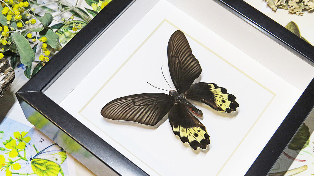 Butterfly framed in shadowbox  Bits & Bugs 