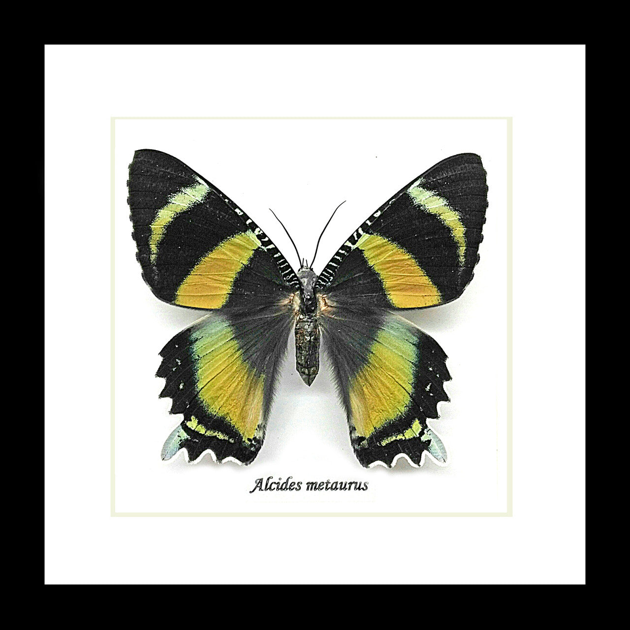 Australian Moth Alcides metaurus Bits & Bugs