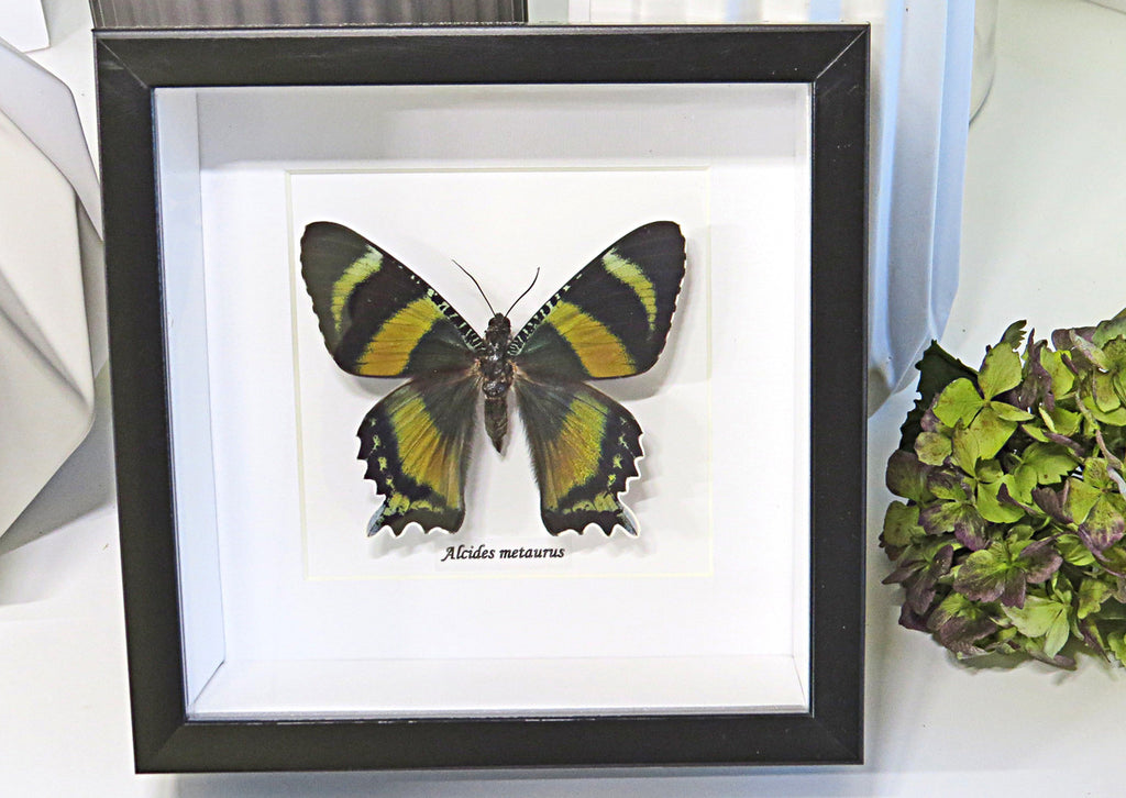 Australian Moth Alcides metaurus Bits & Bugs