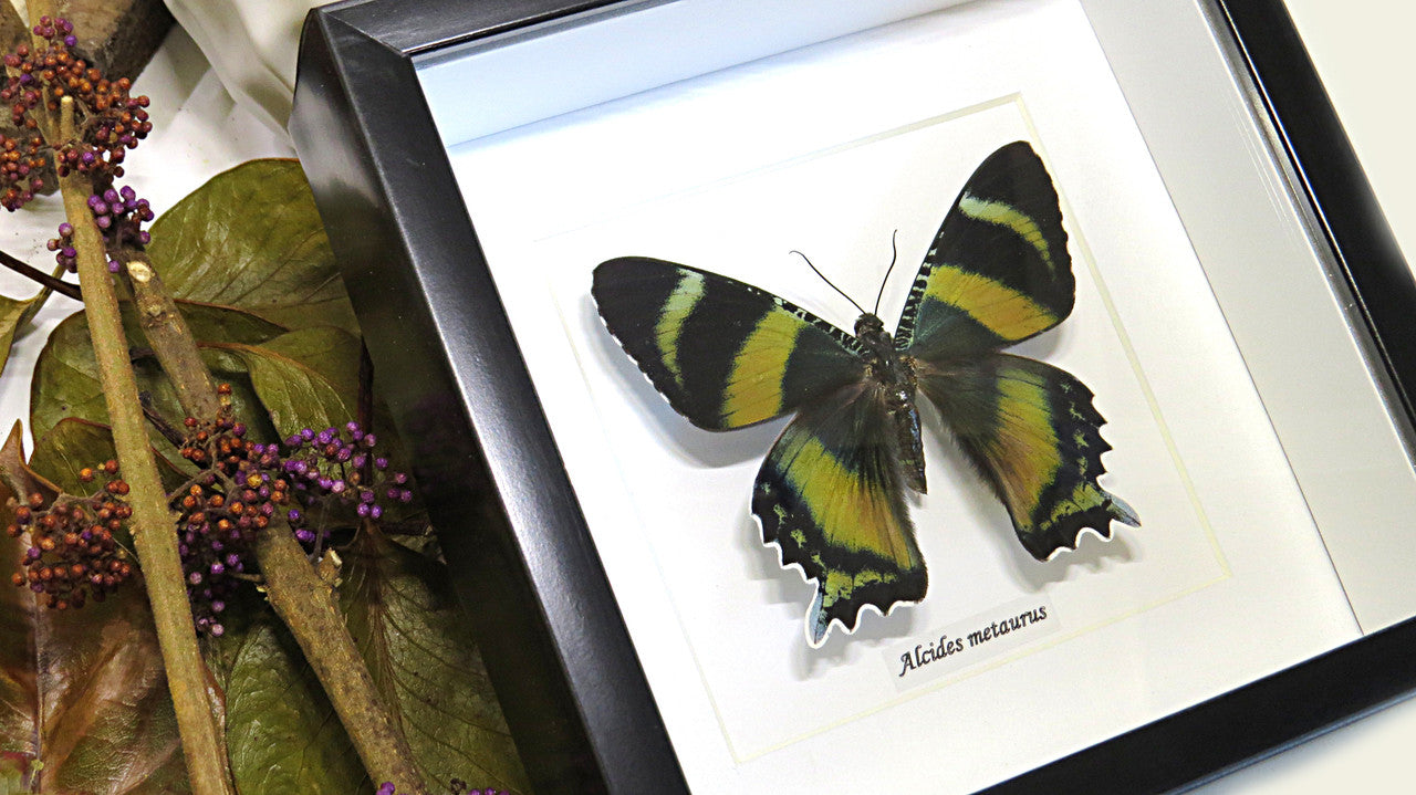 Australian Moth Alcides metaurus Bits & Bugs 