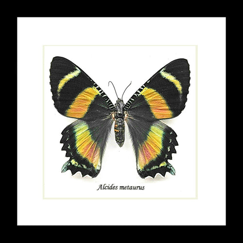 Alcides metaurus
