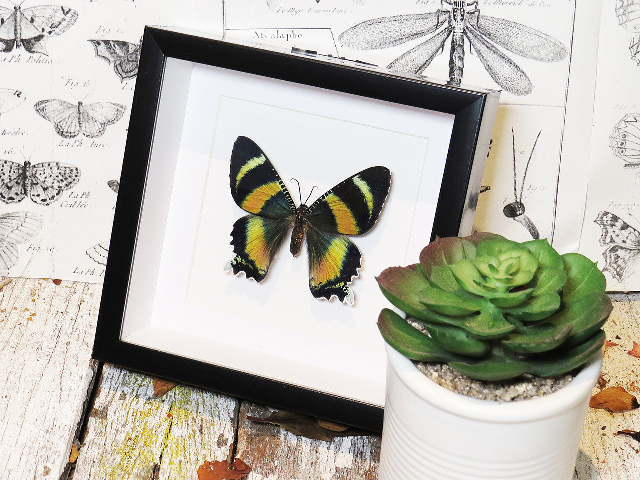 Alcides metaurus