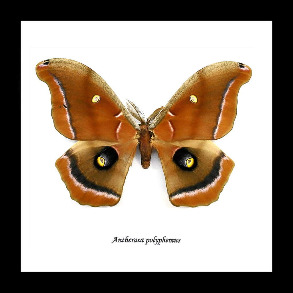 Moths saturnids for sale  Australia  Bits & Bugs Antheraea polyphemus 