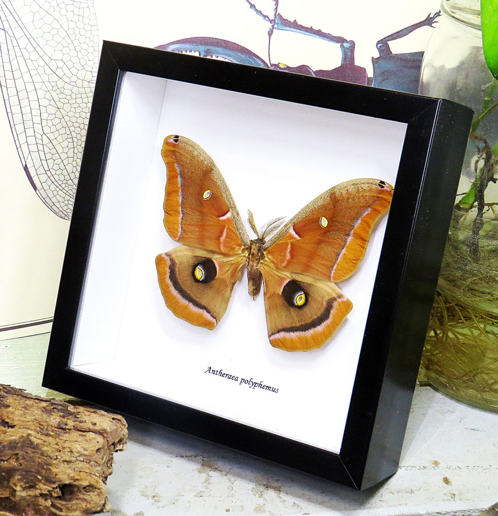 Moths saturnids for sale  Australia  Bits & Bugs Antheraea polyphemus 