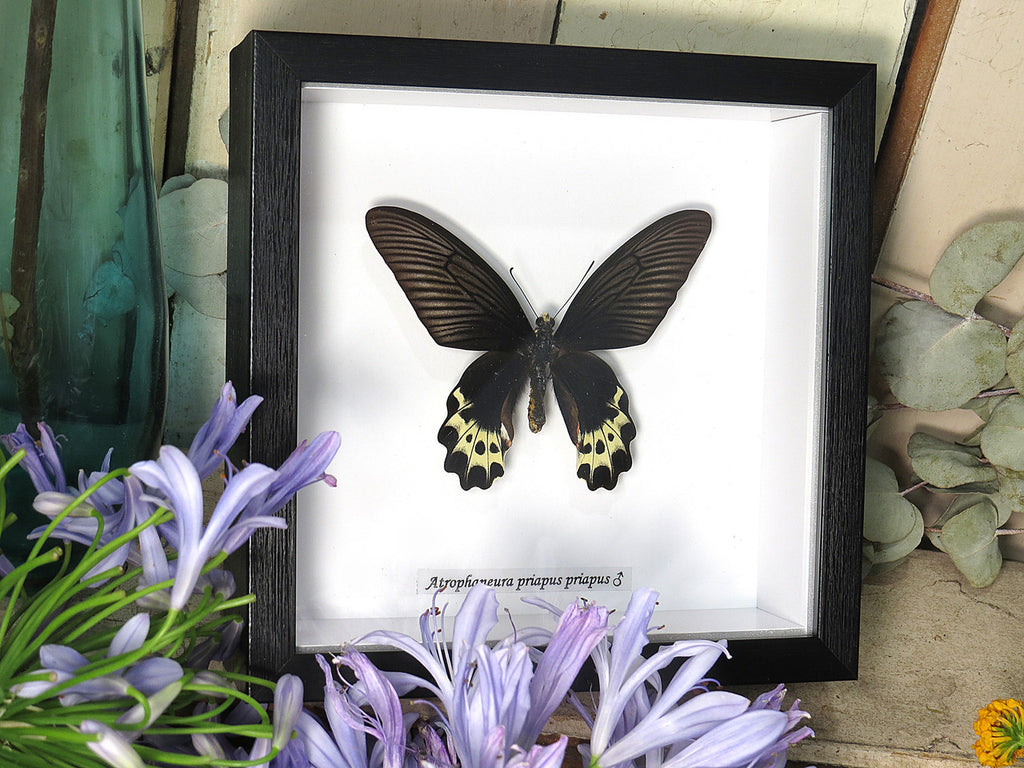 Atrophaneura priapus priapus male