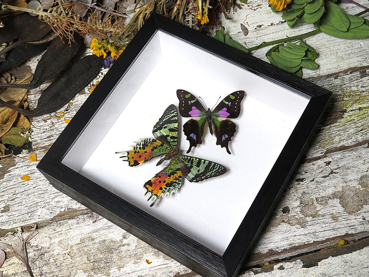Chrysiridia ripheus ventral + Graphium weiskei