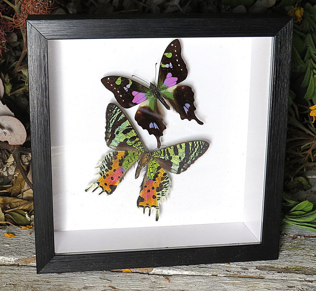 Chrysiridia ripheus ventral + Graphium weiskei