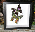 Chrysiridia ripheus ventral + Graphium weiskei