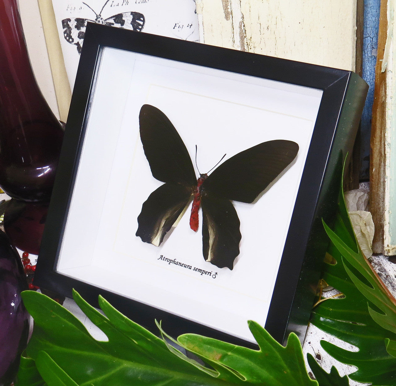 Atrophaneura semperi
