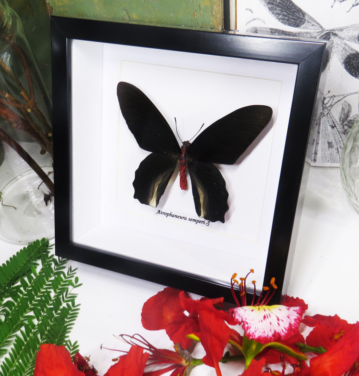 Atrophaneura semperi