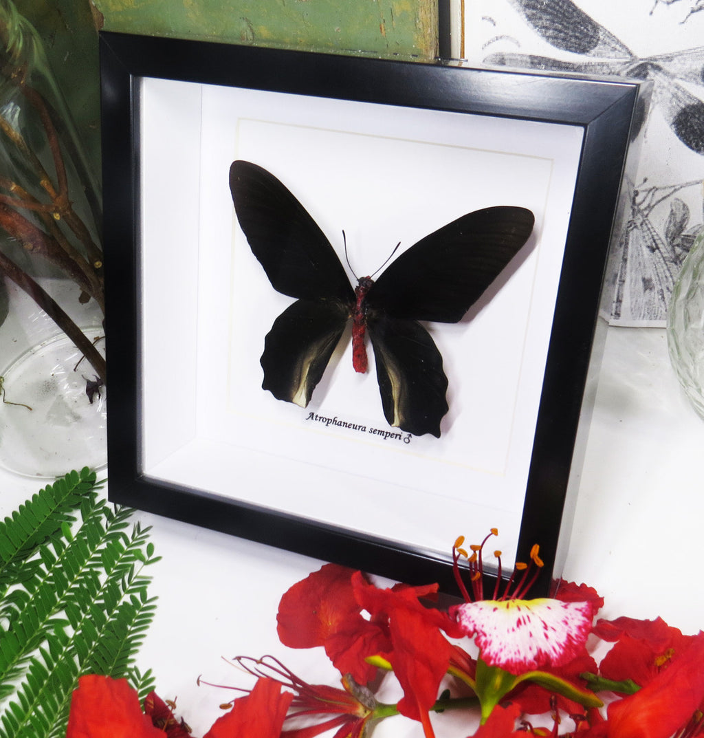 Atrophaneura semperi