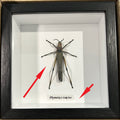 Phymateus saxosus # A3 ( special )