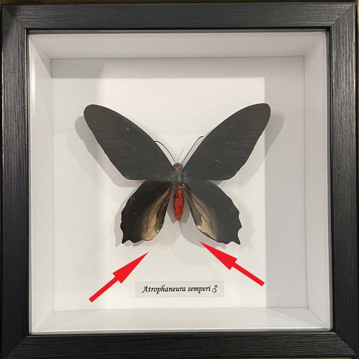 Atrophaneura semperi Male dorsal ( Vampire butterfly ) (Special - no returns) #10