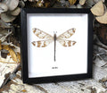 Antlion