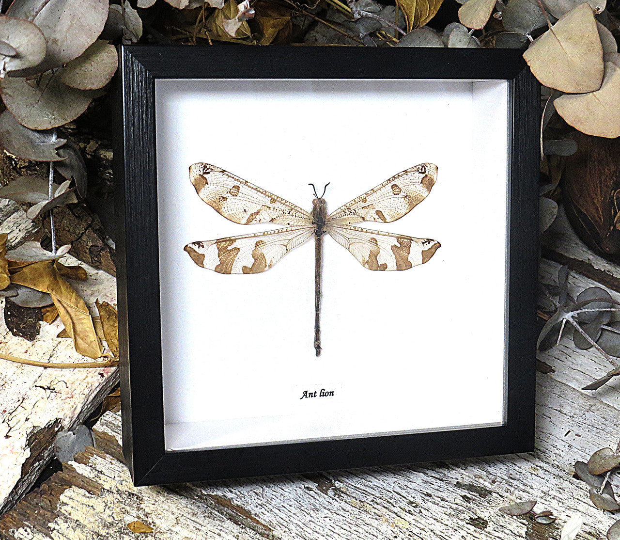 Antlion