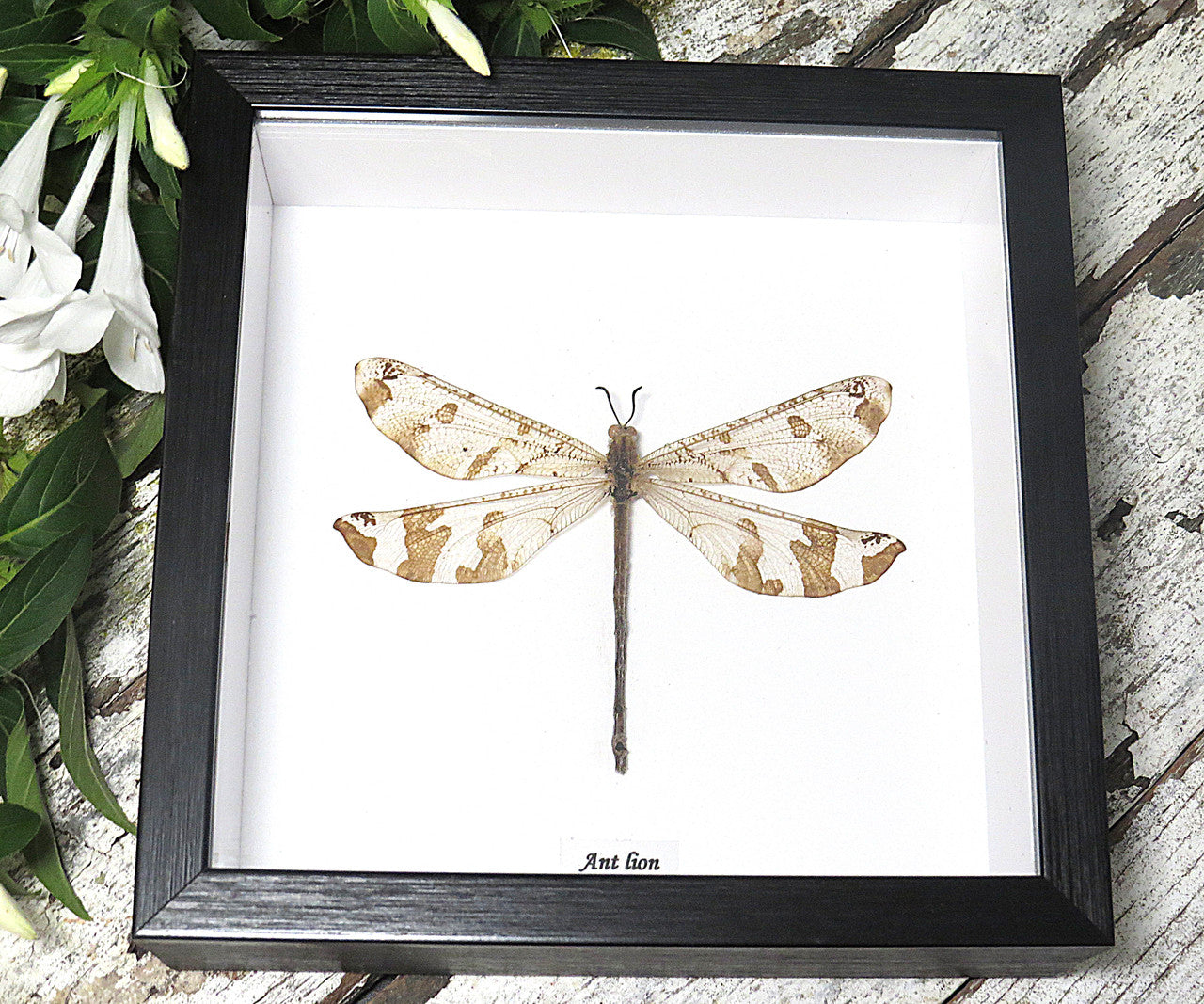 Antlion