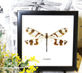 antlion dragonfly damselfy insect 
