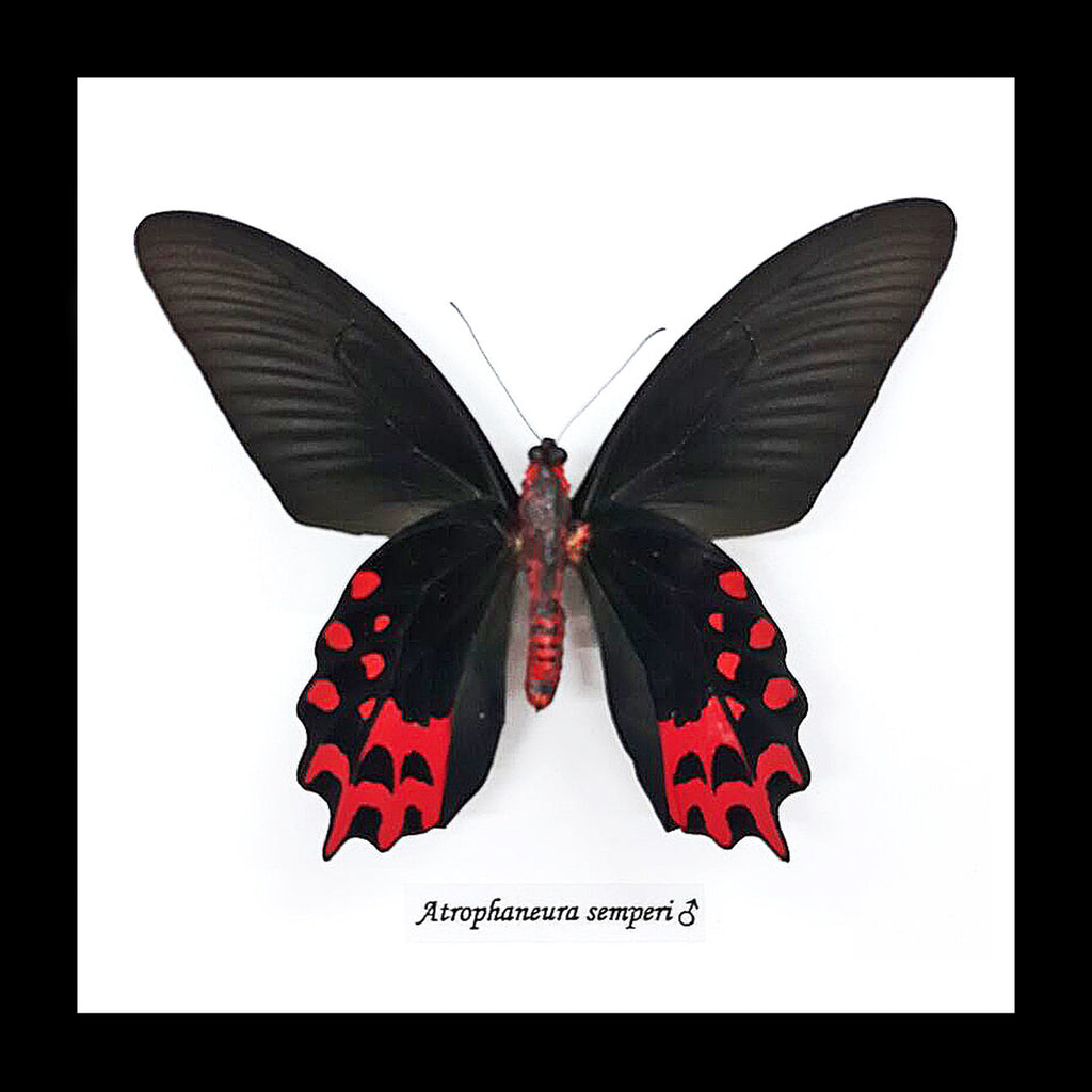Atrophaneura semperi