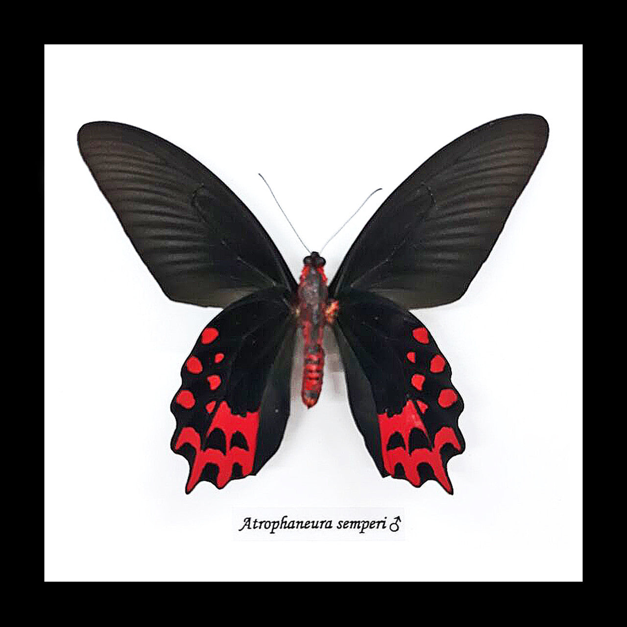 Atrophaneura semperi