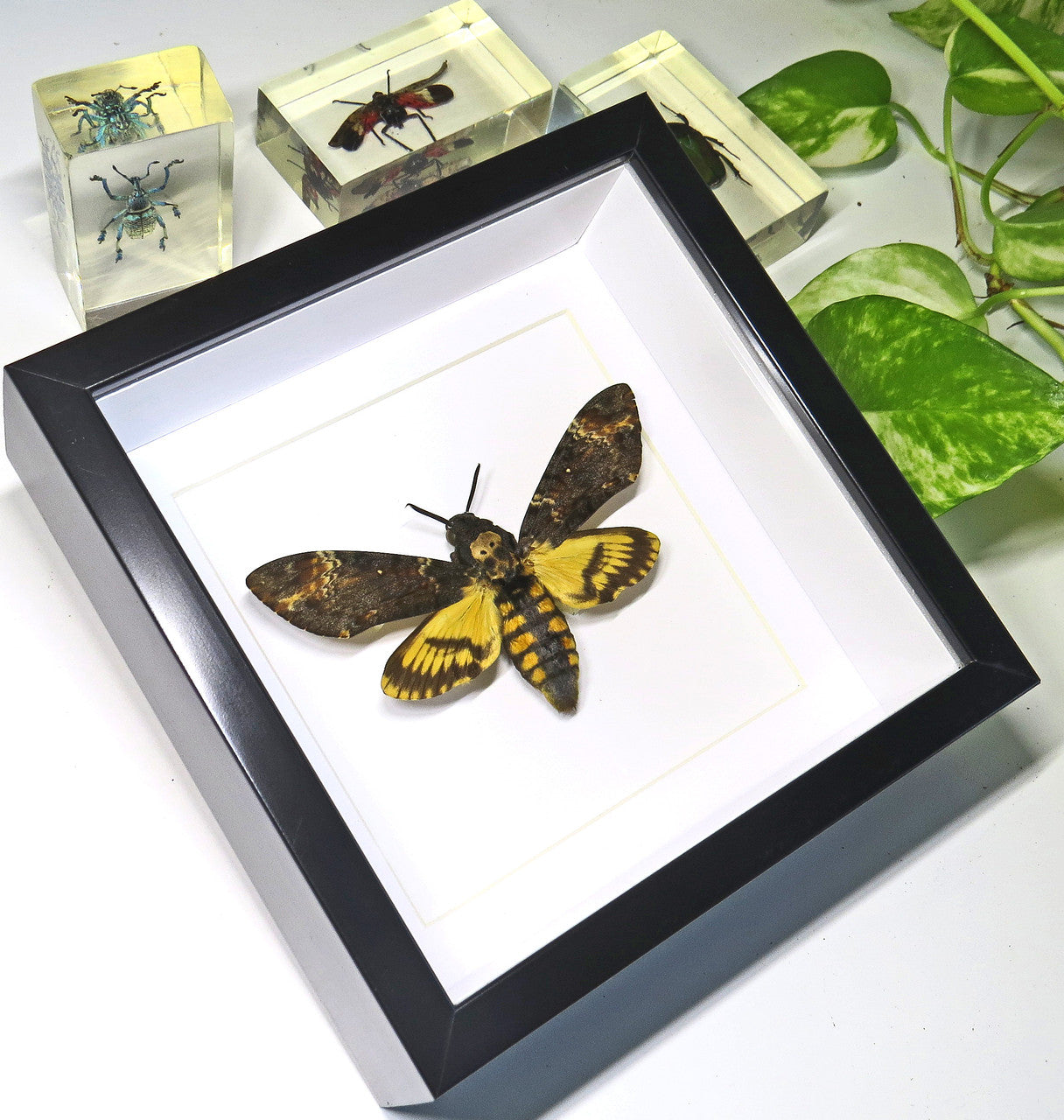  Acherontia atropos 