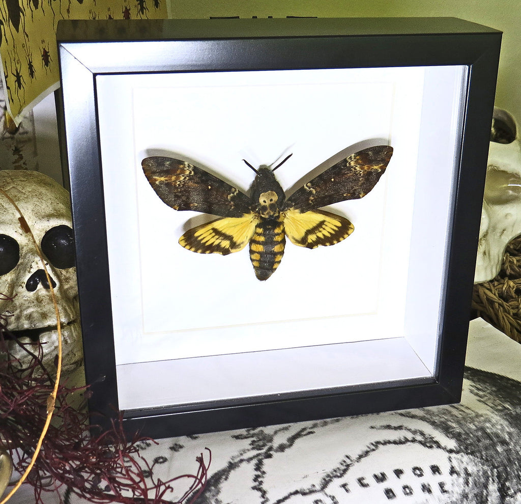  Acherontia atropos 