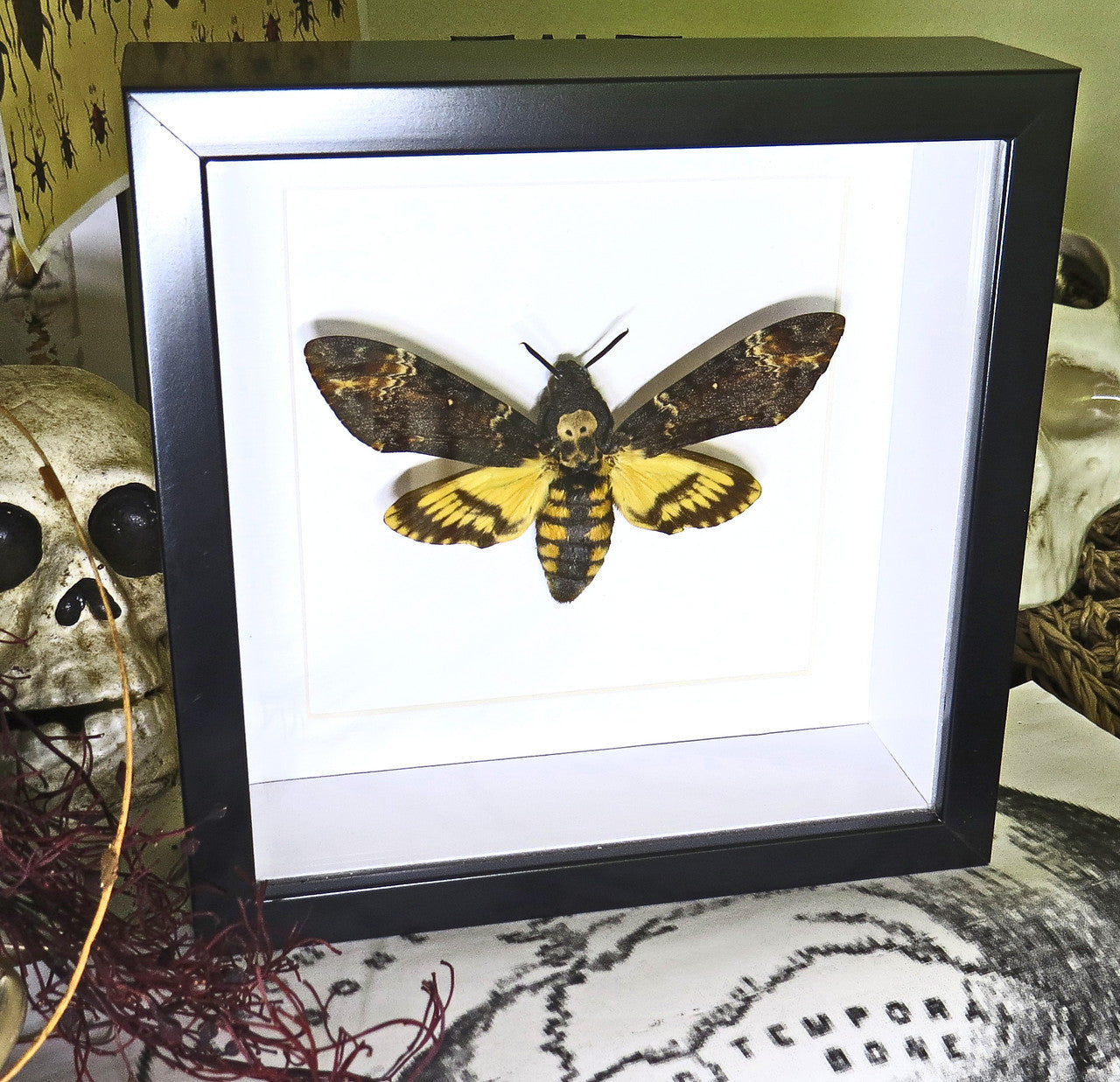  Acherontia atropos 