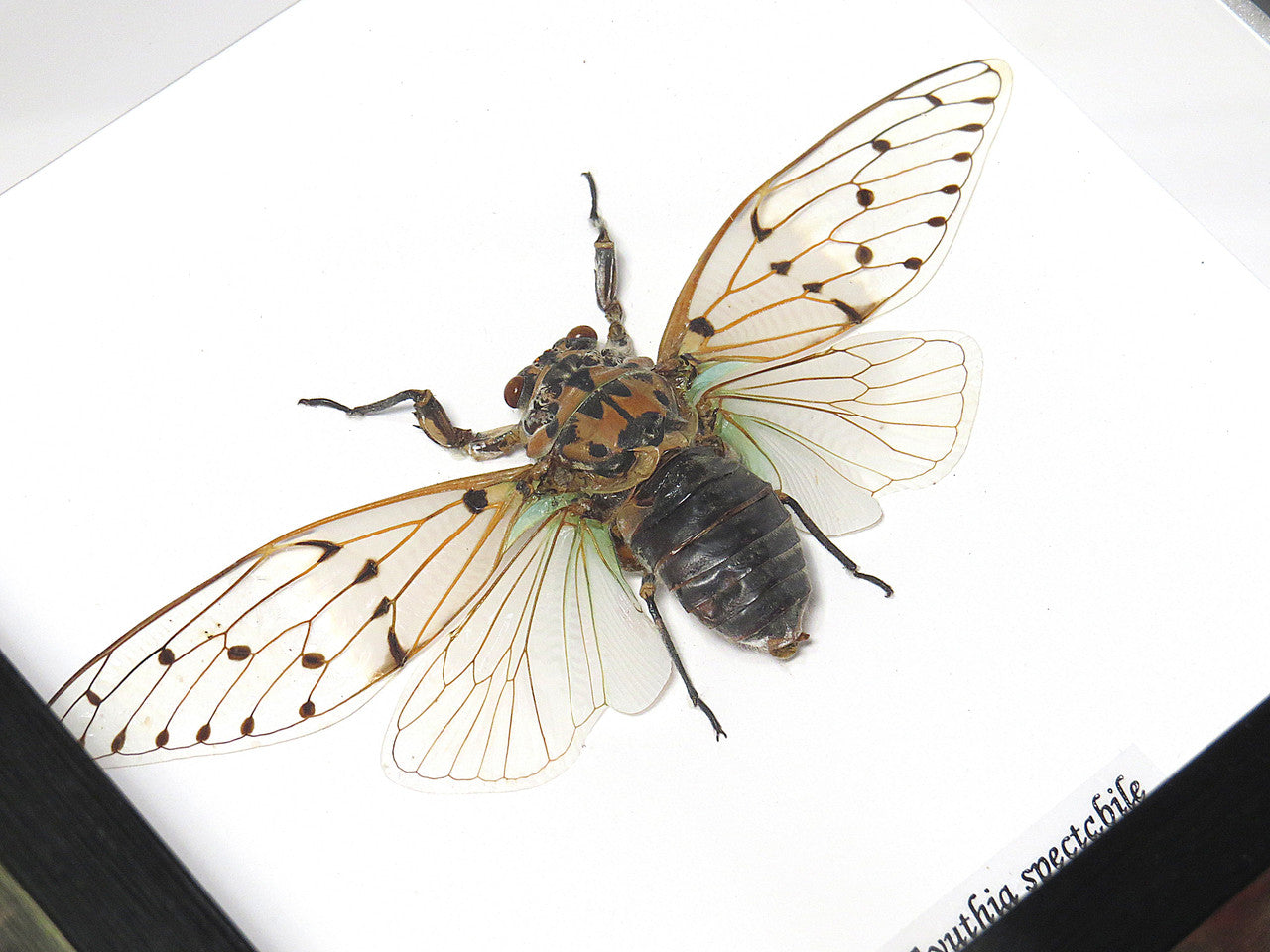 Ayuthia spectabile