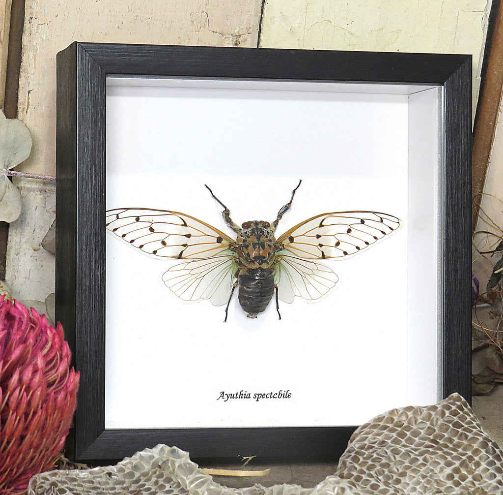 Ayuthia spectabile