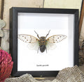 Ayuthia spectabile