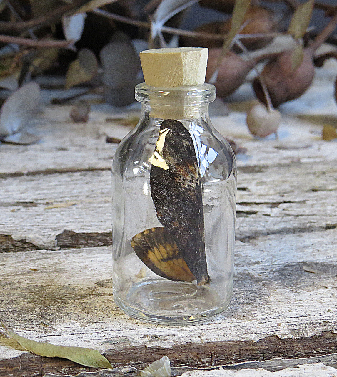 Real Death Head moth wing in bottle