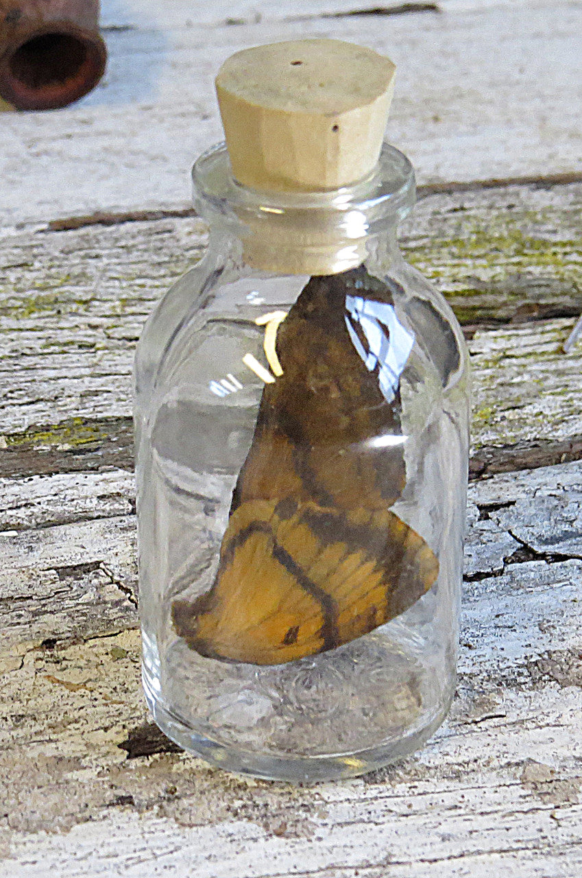 Real Death Head moth wing in bottle