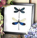 blue dragonflies