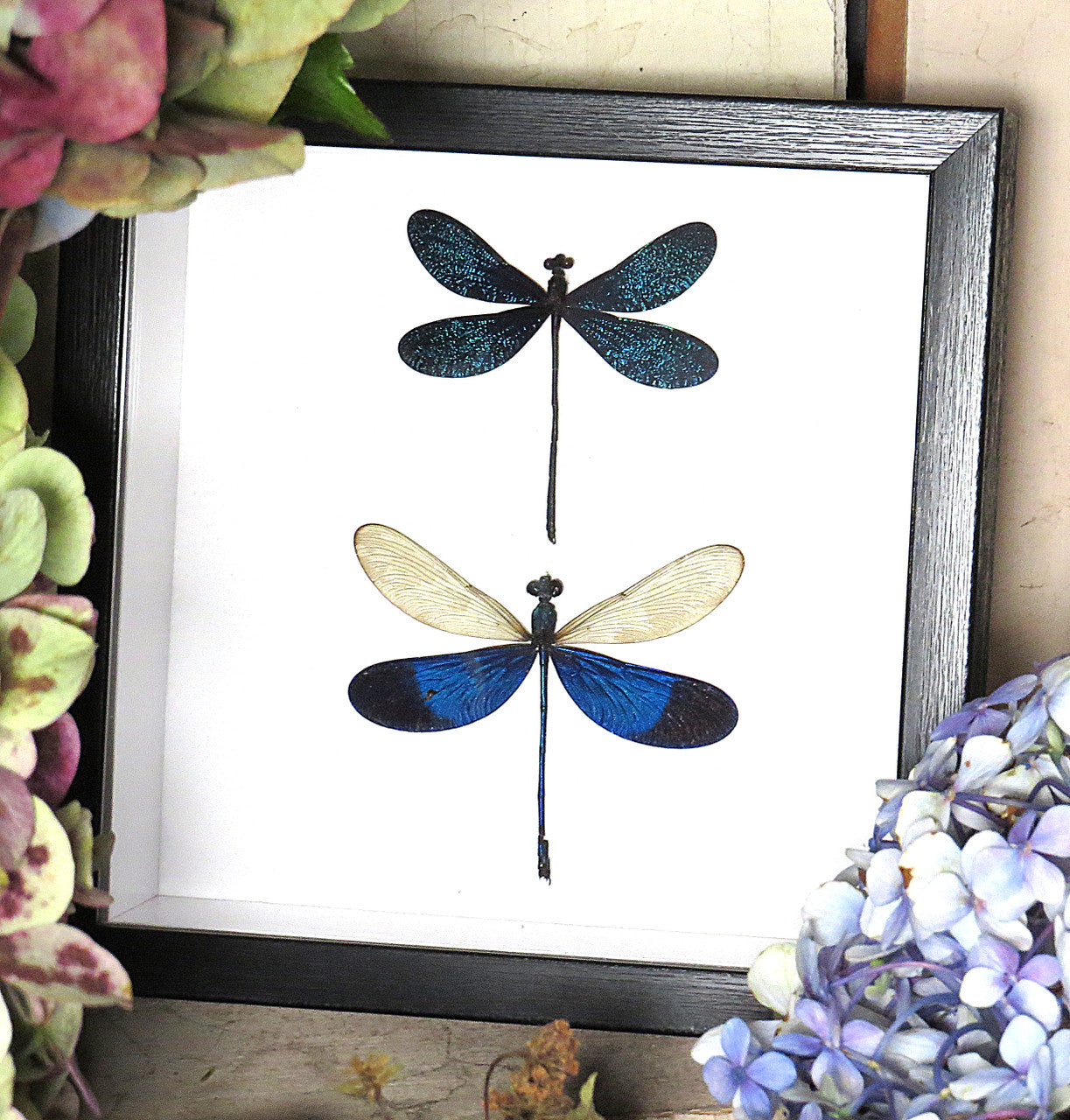 blue dragonflies