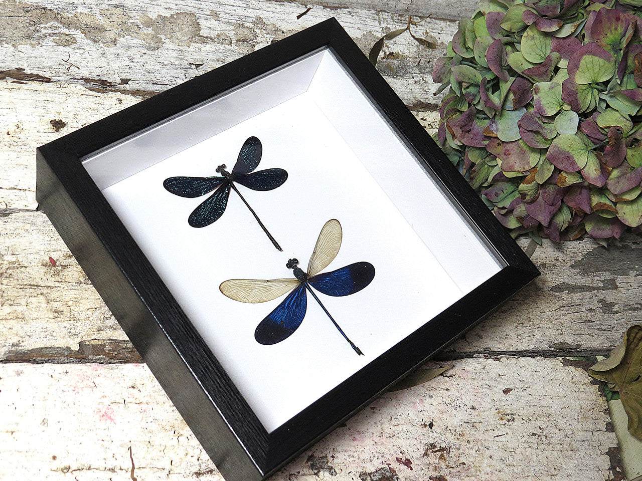 Dragonfly blue duo