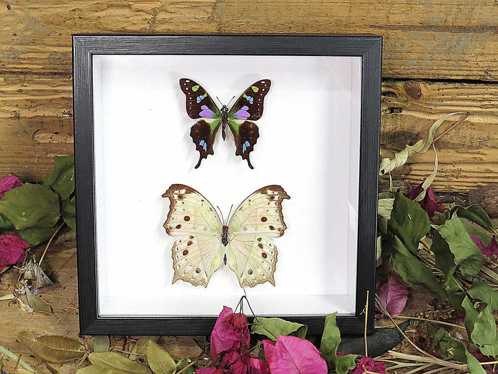 Salamis parhassus + Graphium weiskei