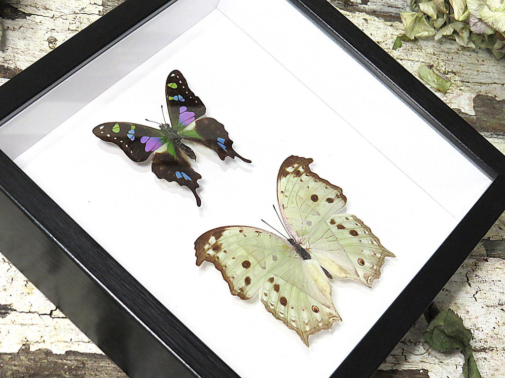 Salamis parhassus + Graphium weiskei ( special )