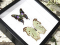 Salamis parhassus + Graphium weiskei ( special )