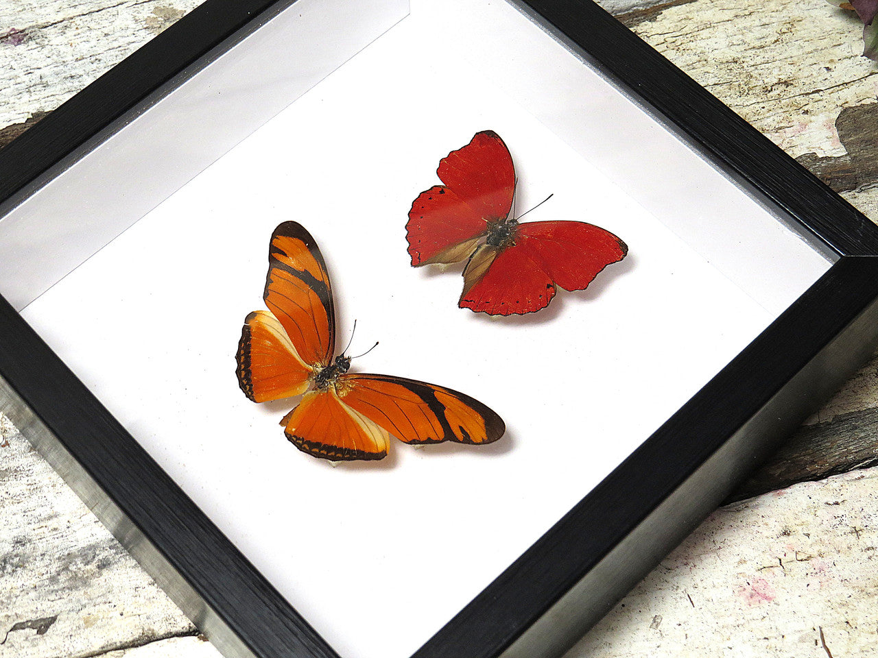 Dryas julia + Cymothoe sangaris