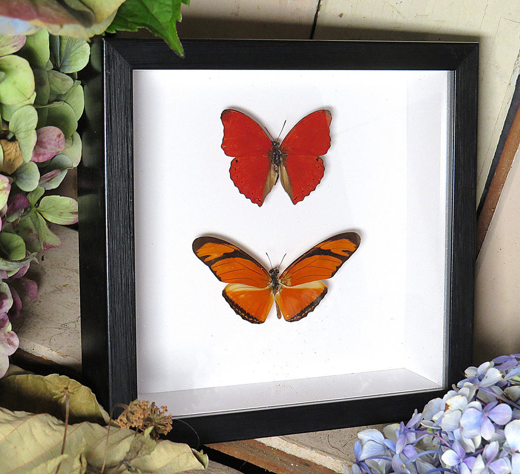 Dryas julia + Cymothoe sangaris