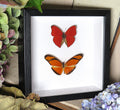 Dryas julia + Cymothoe sangaris