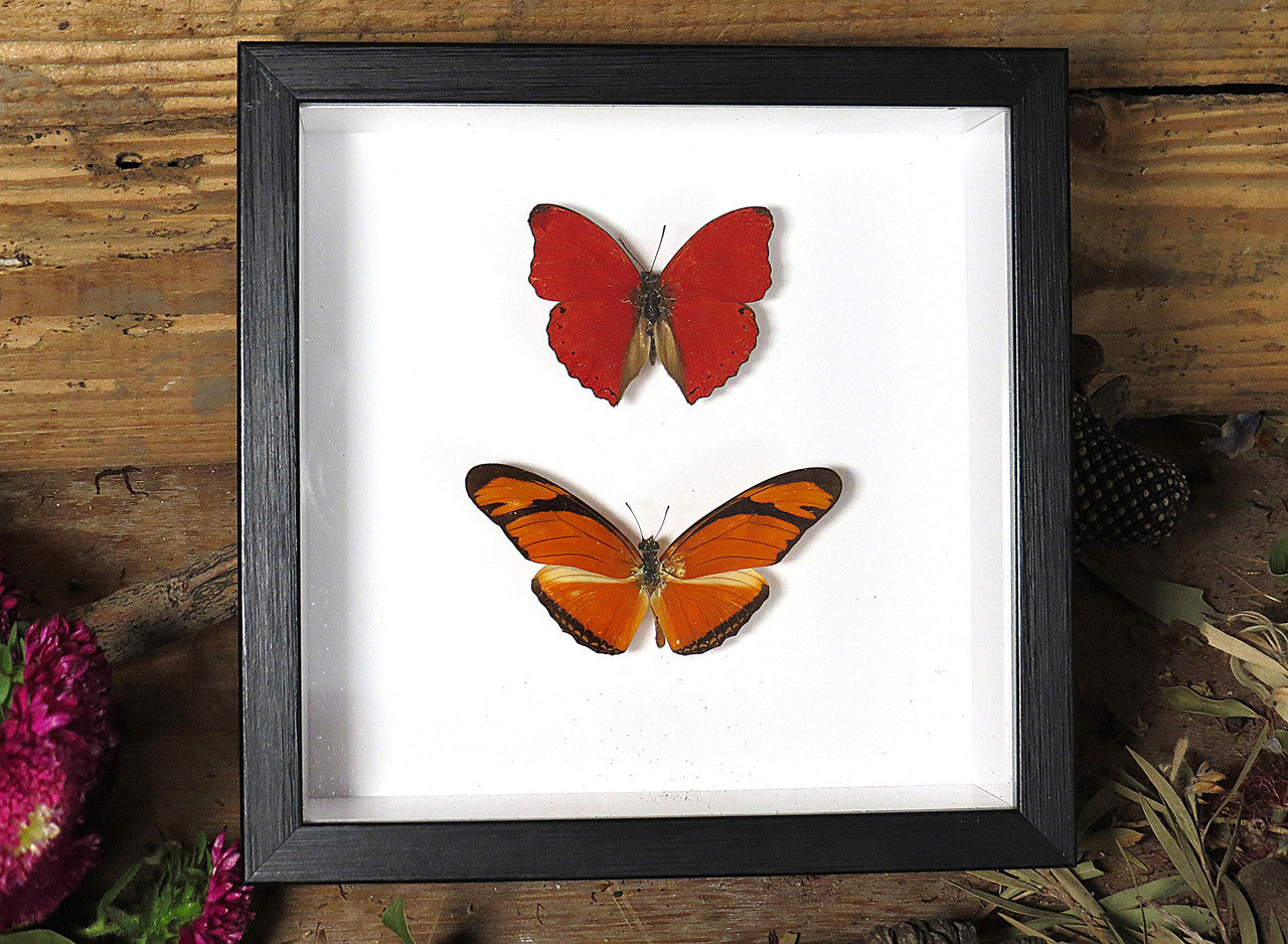 Dryas julia + Cymothoe sangaris