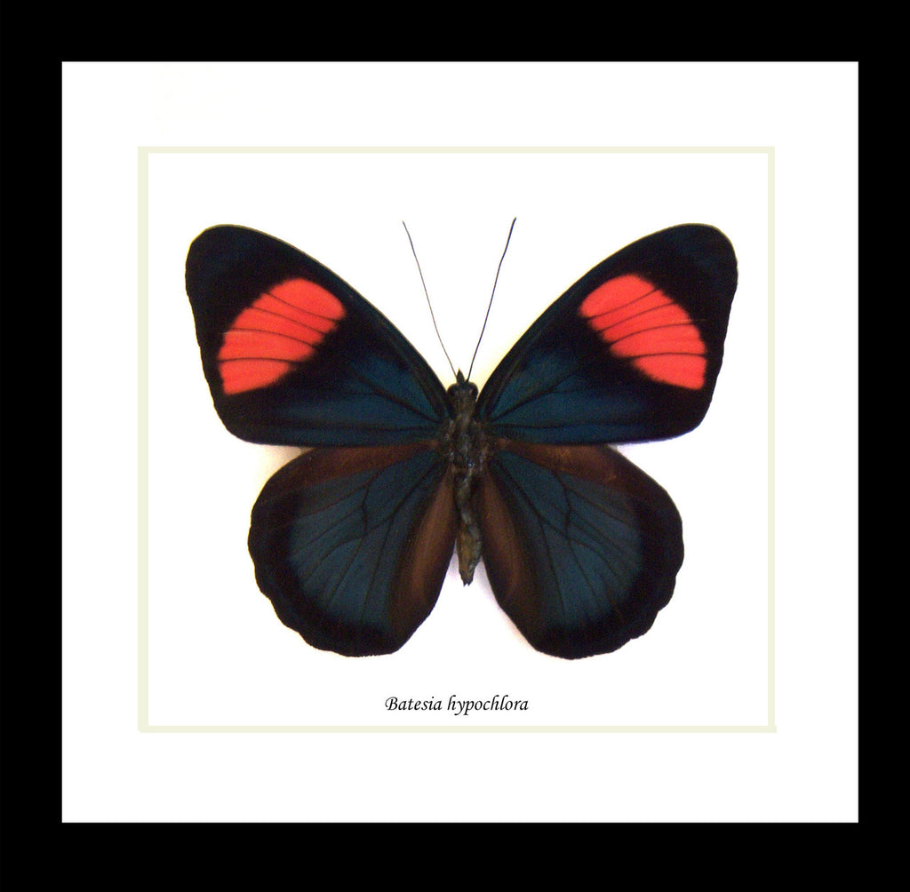 Batesia hypochlora label ft ( special )