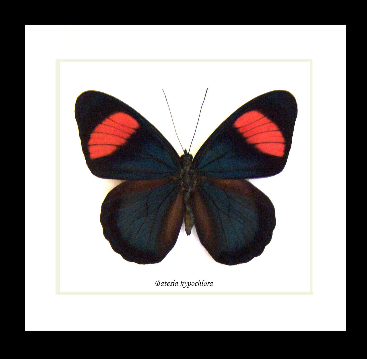 Batesia hypochlora label ft ( special )