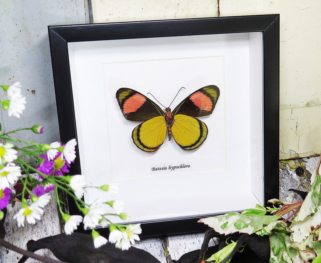 Batesia hypochlora butterfly home decor Bits and Bugs