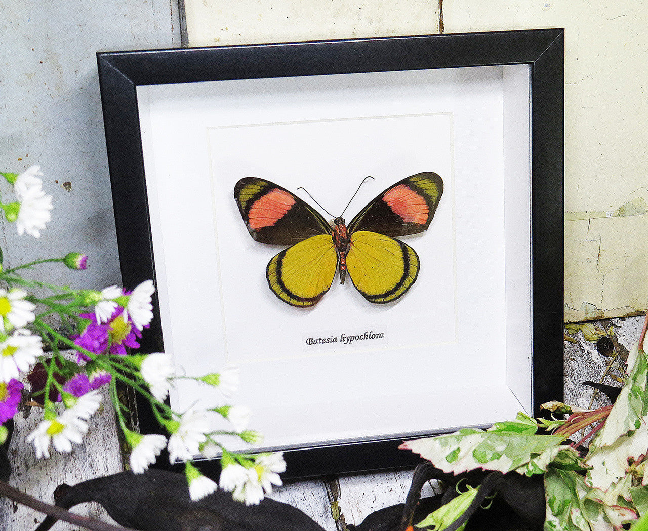 Batesia hypochlora butterfly home decor Bits and Bugs