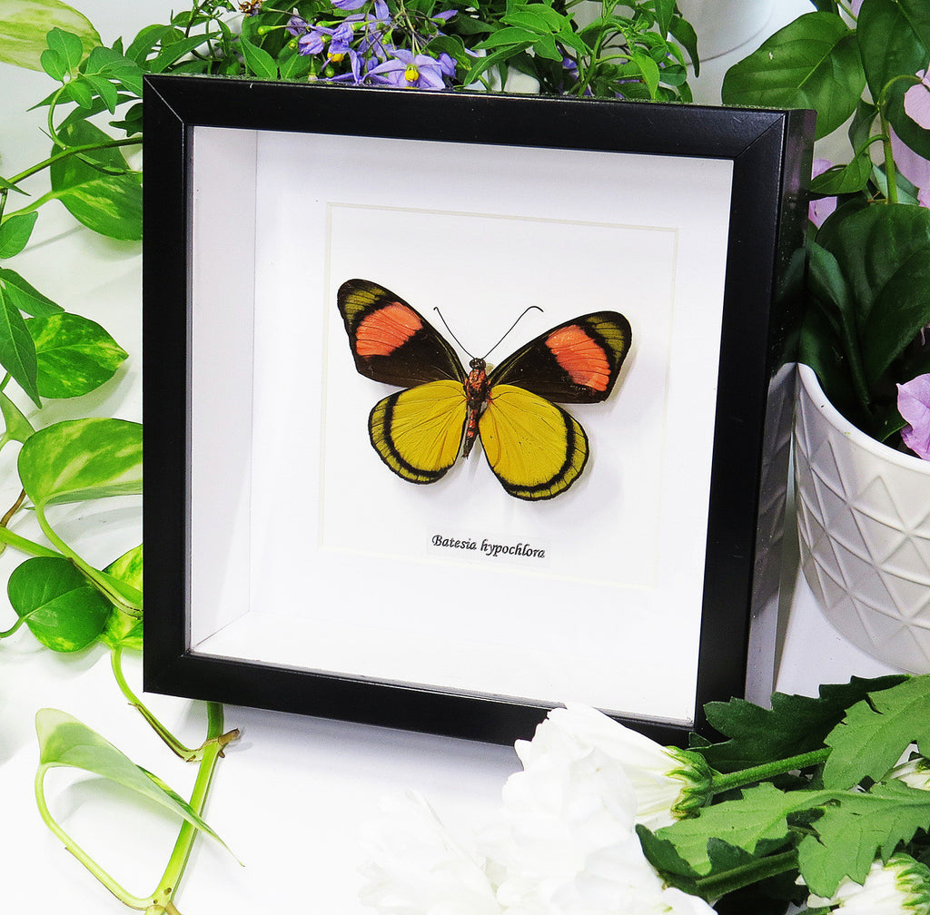 Batesia hypochlora butterfly home decor Bits and Bugs