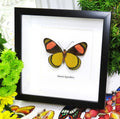 Batesia hypochlora butterfly home decor Bits and Bugs