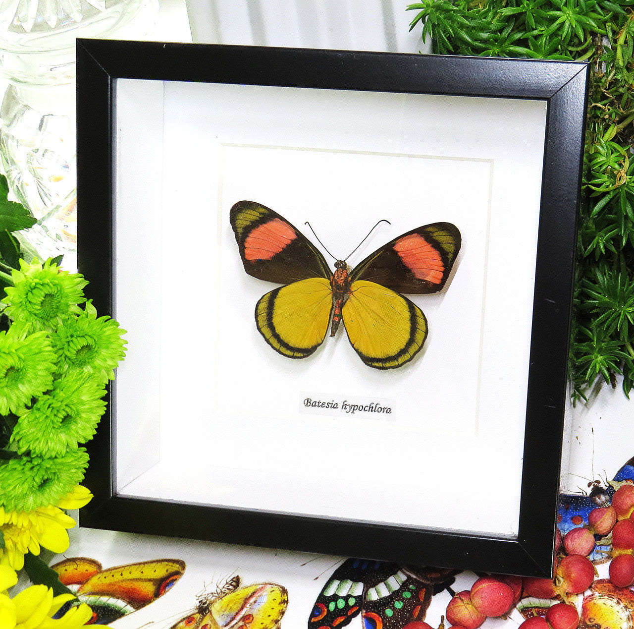 Batesia hypochlora butterfly home decor Bits and Bugs